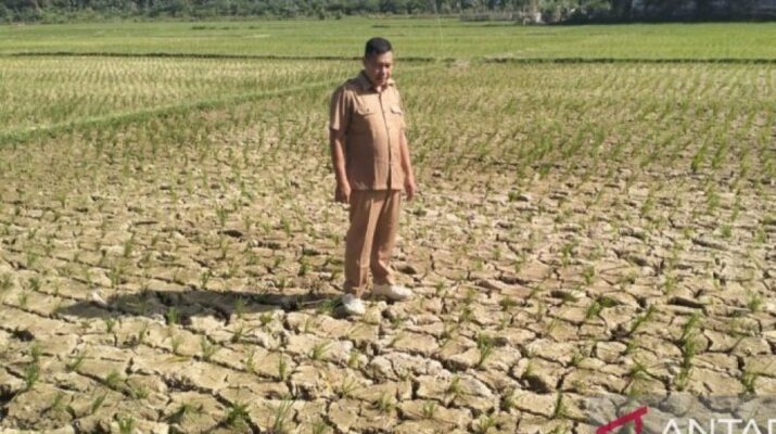 Prabowo Instruksikan Daerah Tingkatkan Kesiapsiagaan Hadapi El Nino dan Musim Kemarau